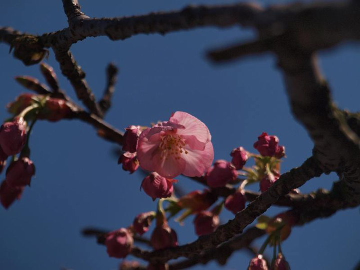 P3224598youkou_sakura