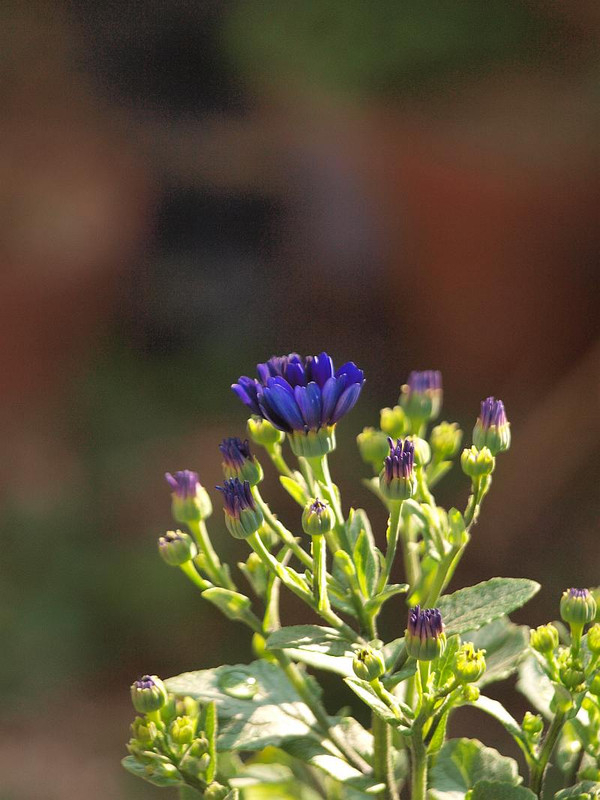 P3244886