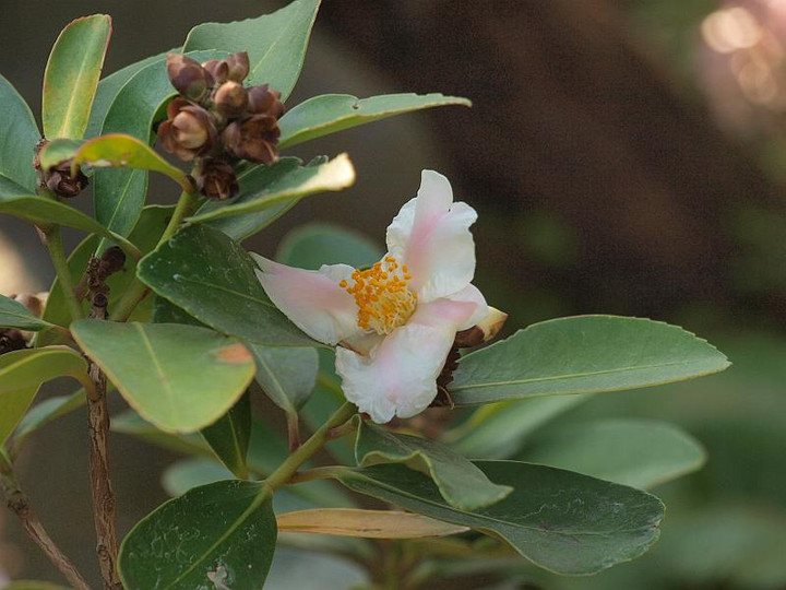 P3244891