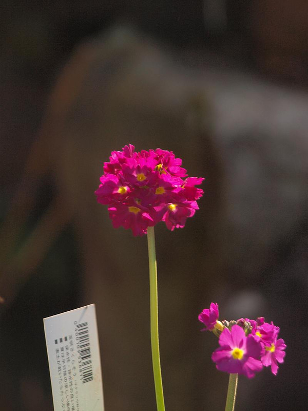 P3285329