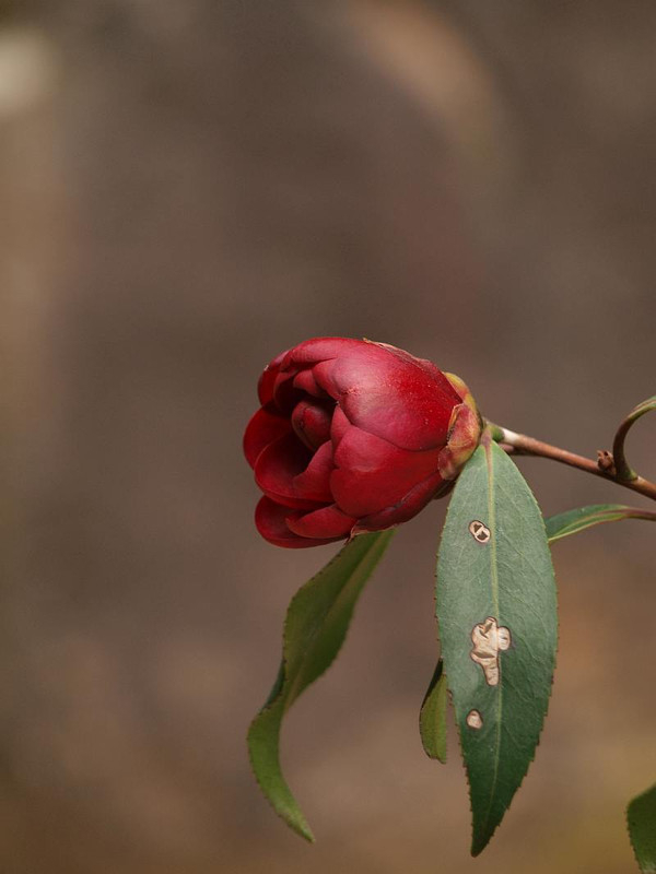 P3295475