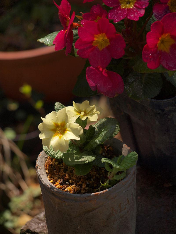 P3305587
