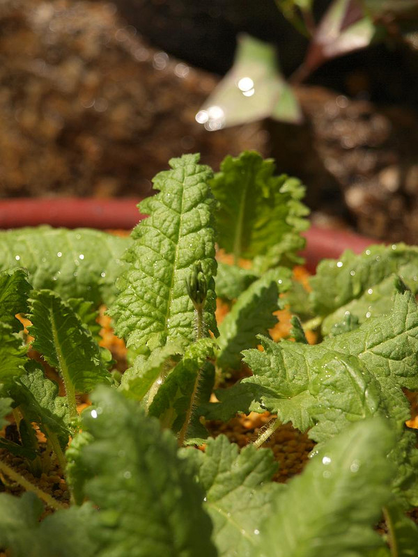 P3305593
