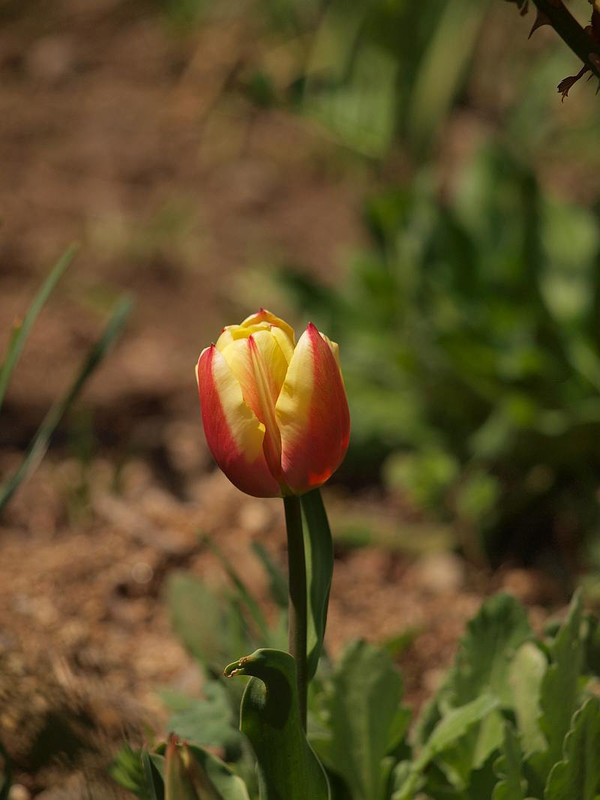 P3315653