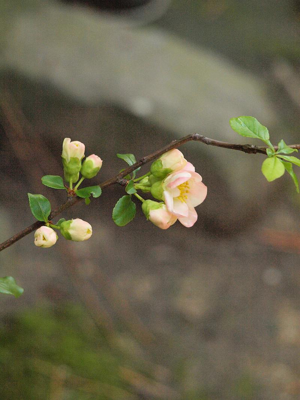 P4015664