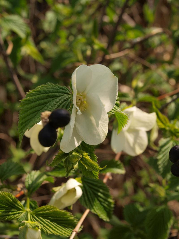P4076602
