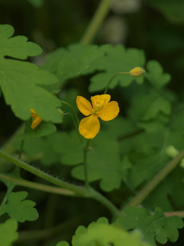 P4076627
