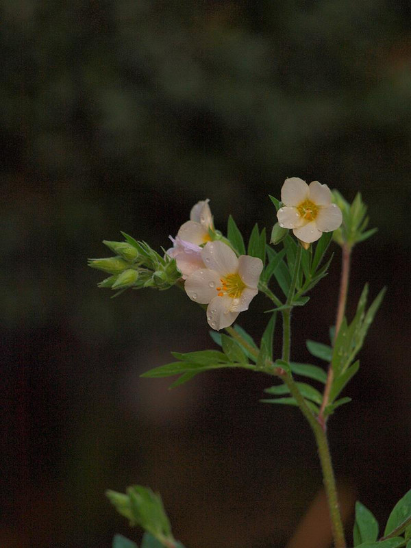 P4157353