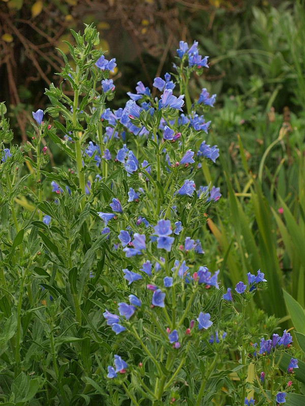 P4207727