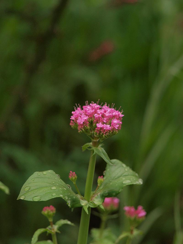 P4217751