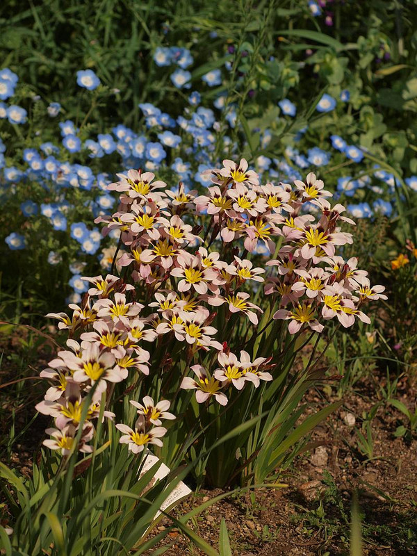 P4237779
