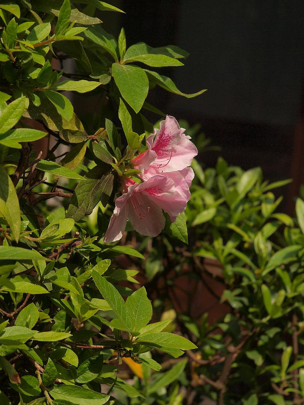 P4248083