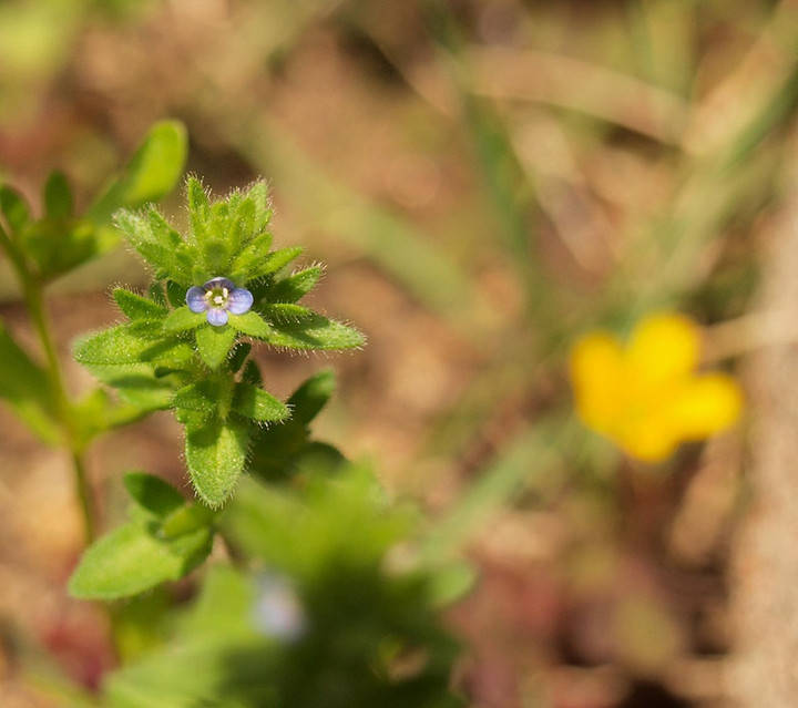 P4248129