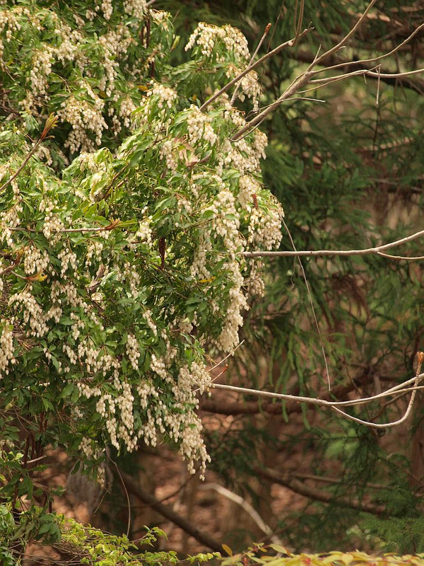 山好き、花好き : 県境のミツバツツジ、クロモジ、アセビ他