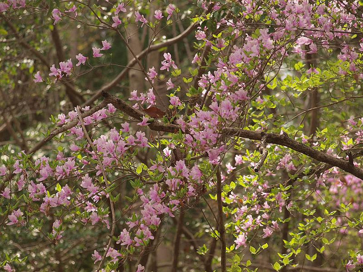 山好き、花好き : 県境のミツバツツジ、クロモジ、アセビ他