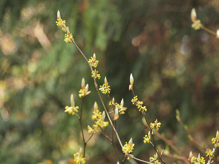 山好き、花好き : 県境のミツバツツジ、クロモジ、アセビ他