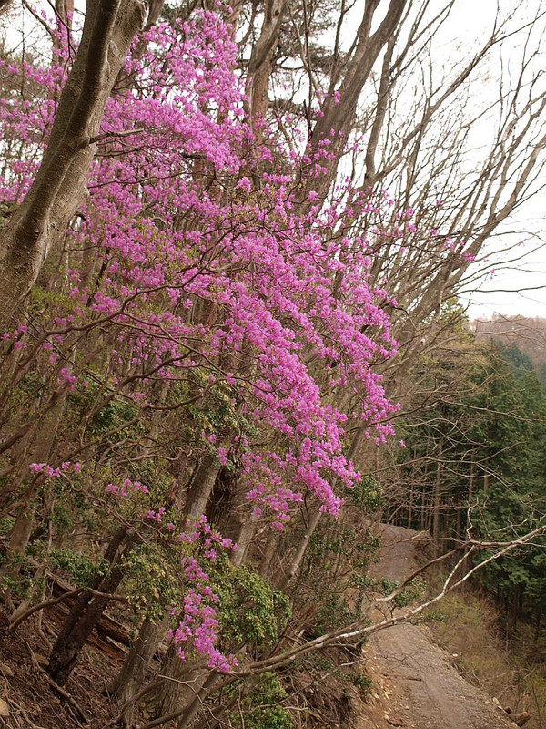 山好き、花好き : 県境のミツバツツジ、クロモジ、アセビ他