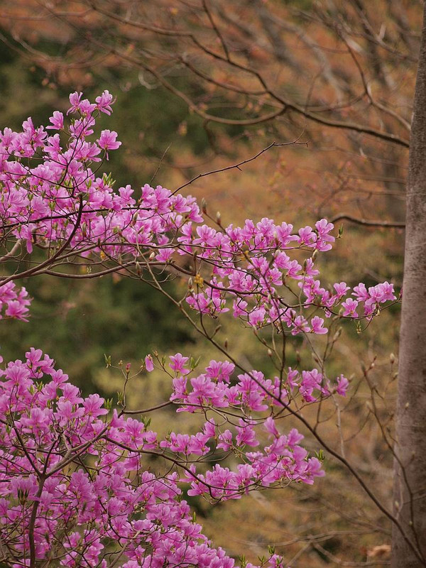 山好き、花好き : 県境のミツバツツジ、クロモジ、アセビ他