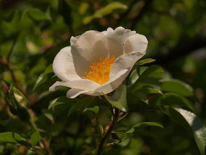 P4258182