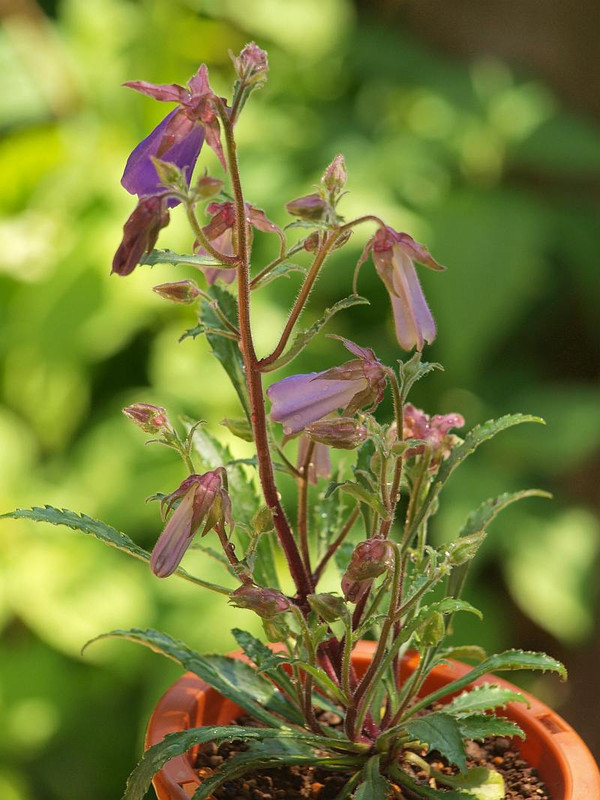 P4258186