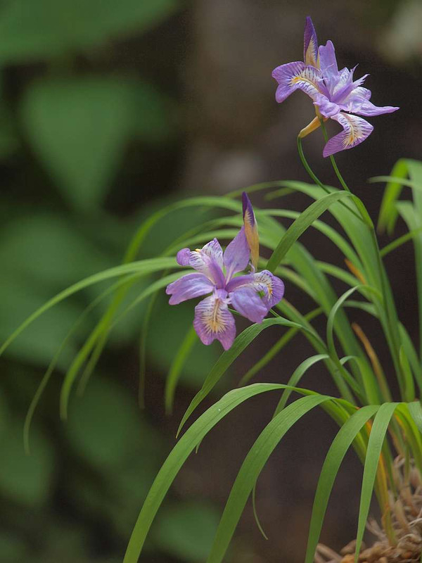 P4278589