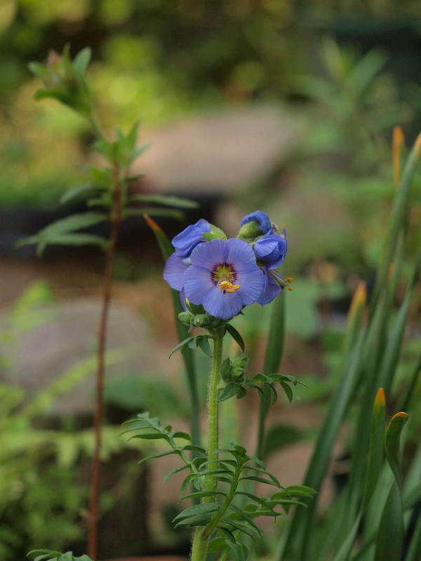 P4278594