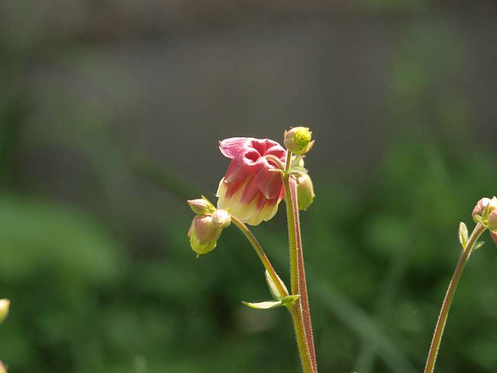 P4278599