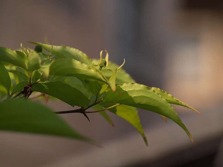 P4278602