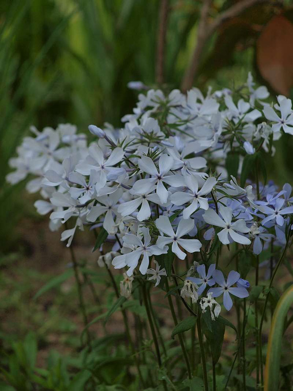 P4278605