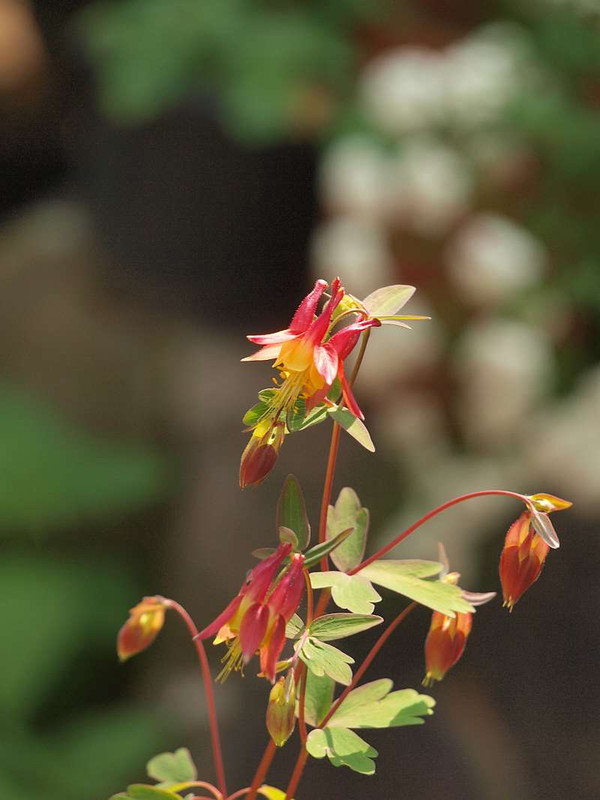 P4278623