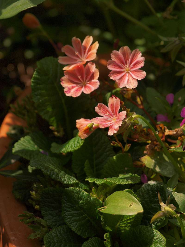 P4278628