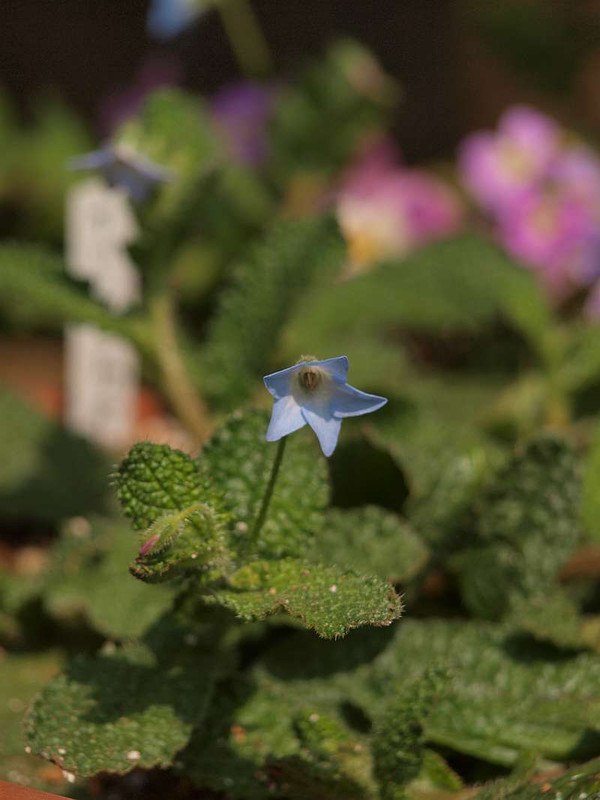 P4278638