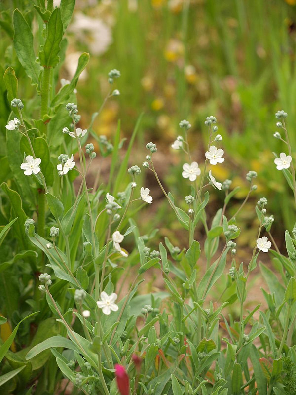 P4288658