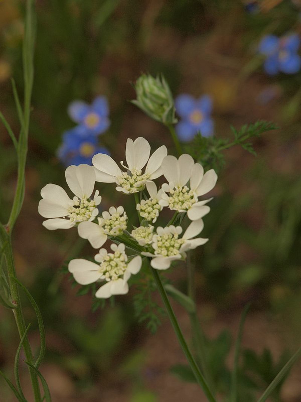 P4288661