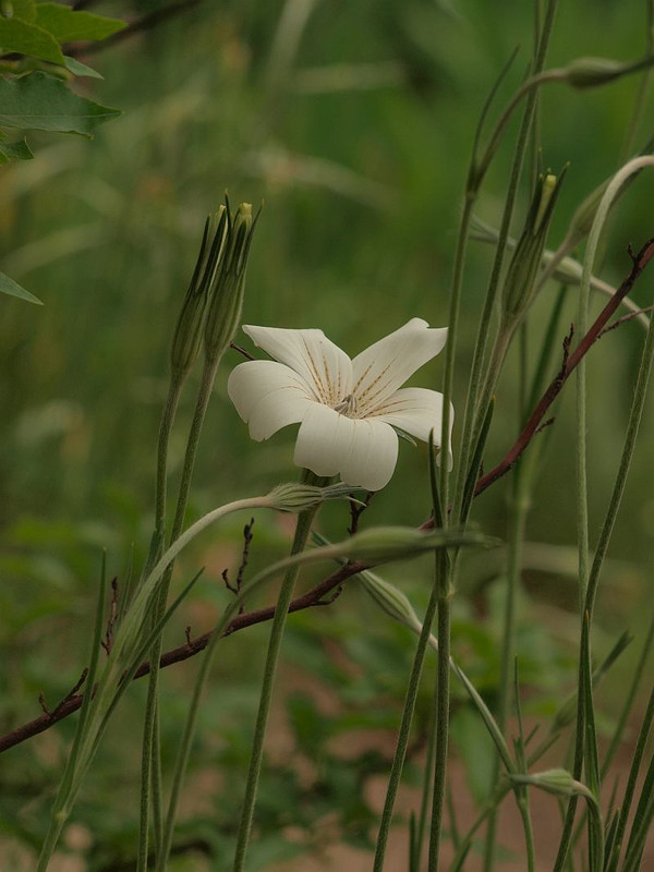P4288665