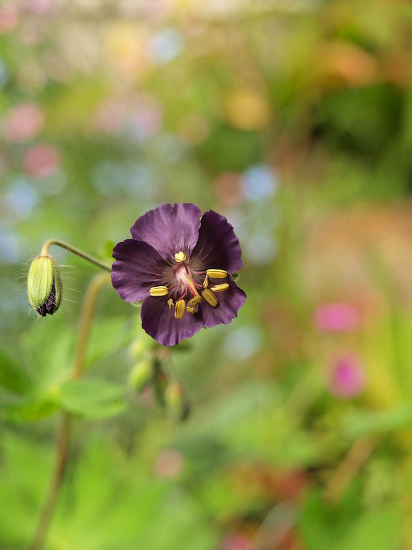 P4288683