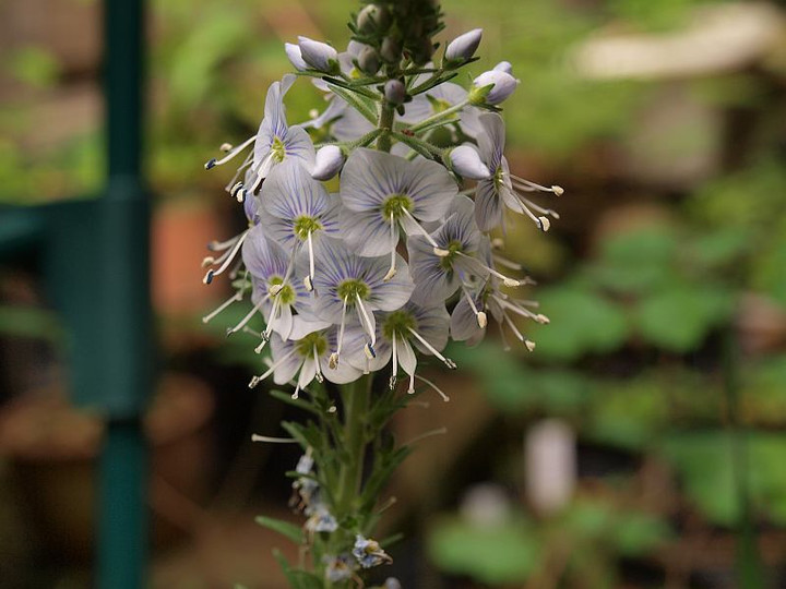 P4288687