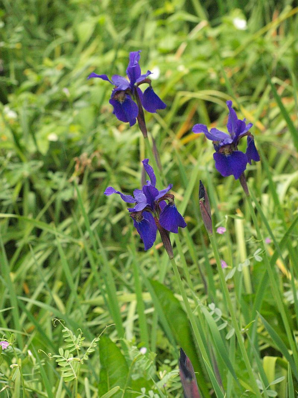 P4288755