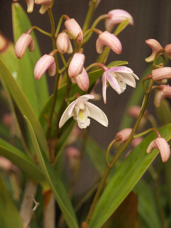 P4298756