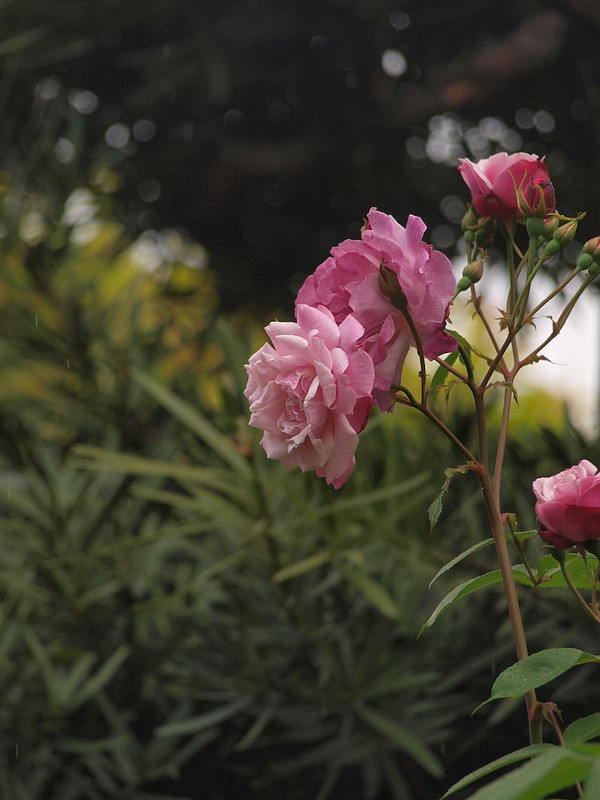 P4298759