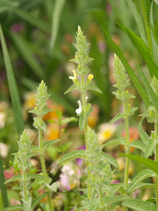 P4298777