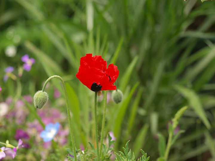 P4298783