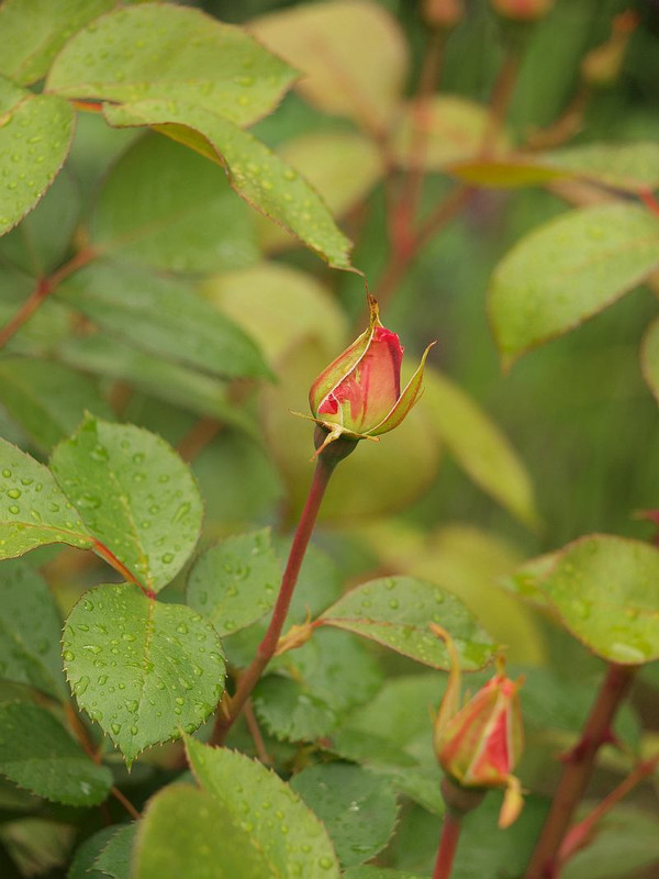 P4298785