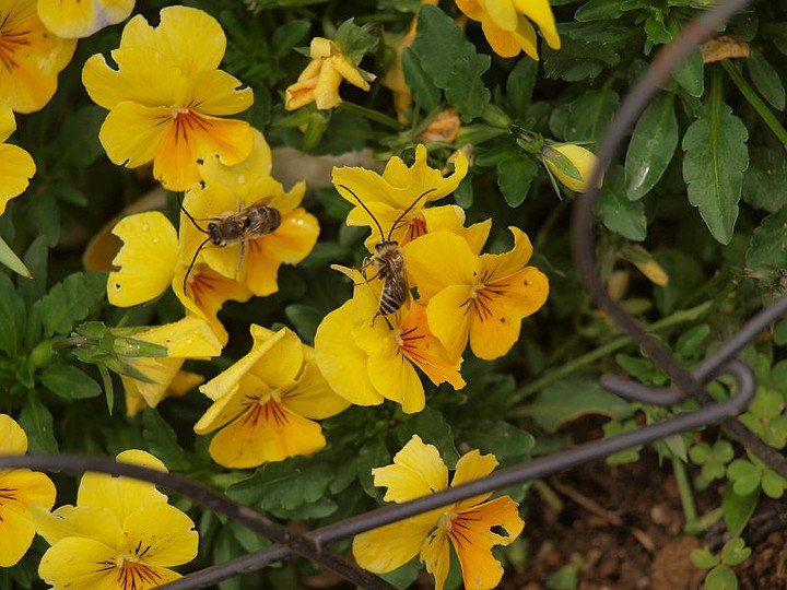 P4298789
