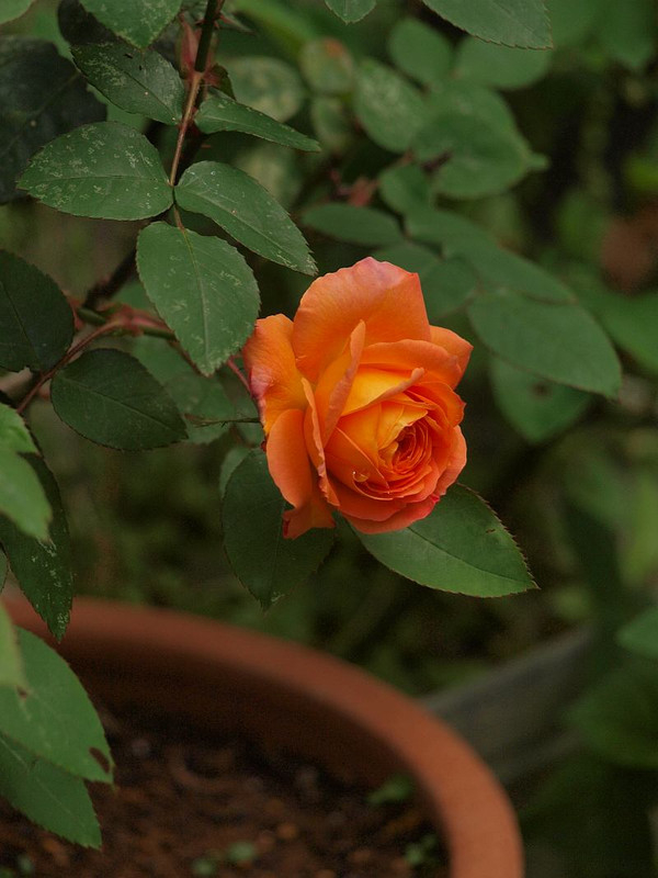 P4308808