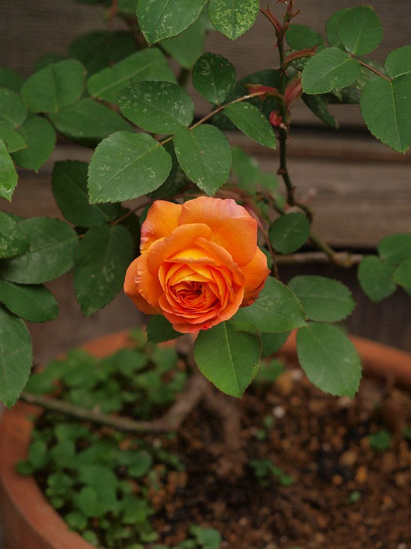 P4308810