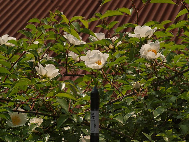 P4308840