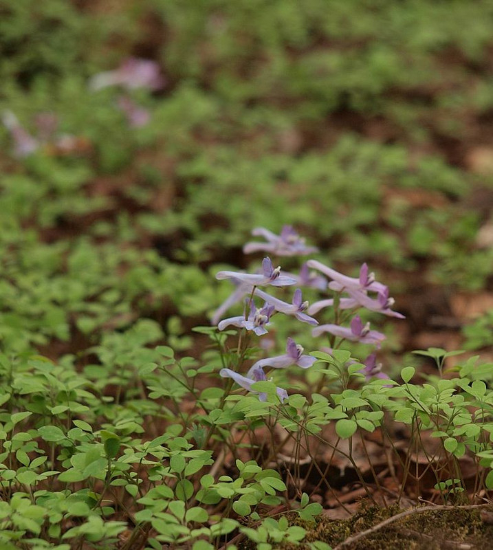 P4268498yamaenngosaku