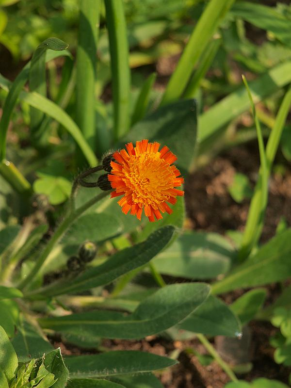 P5090151