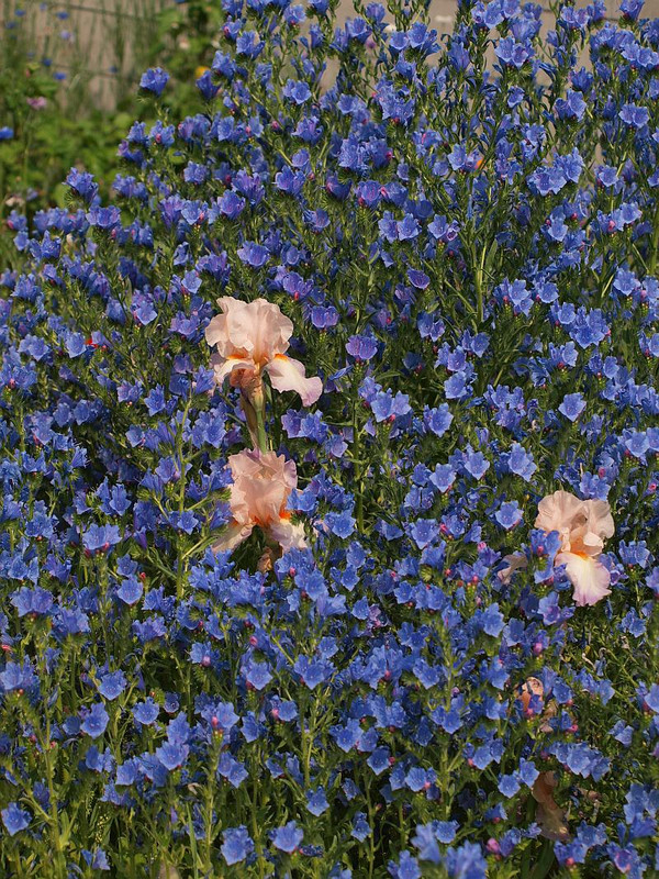 P5090167